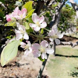 Meet your Posher, Elfa n artin